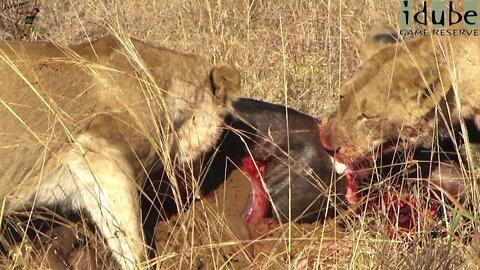 Lionesses Have A Wildebeest For Breakfast