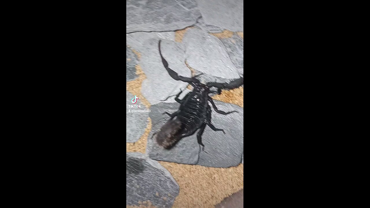 Rare Scorpion