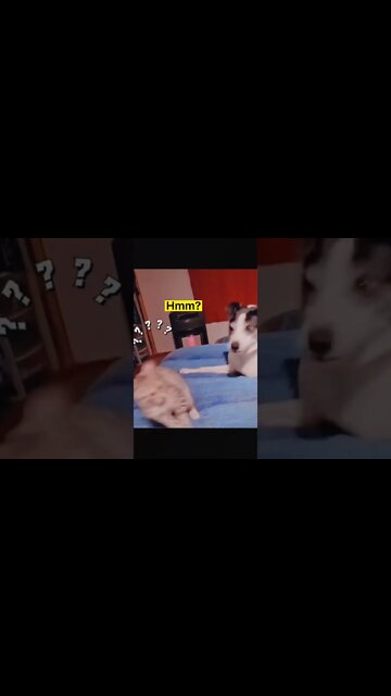 1Min Animal World #dogs #cats #pet