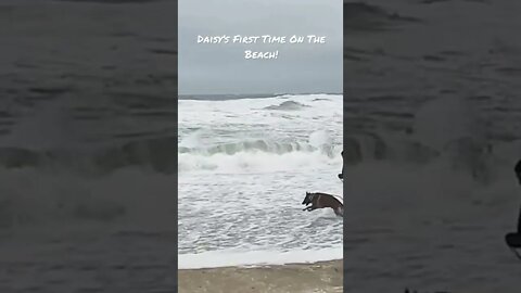 Daisy’s First Time On The Beach!