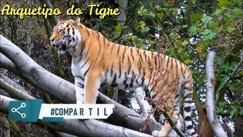 🐯Serie Arquétipos (Arquétipo do Tigre)