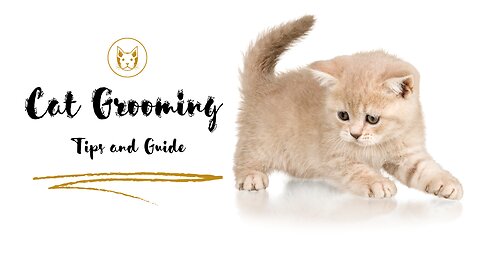 cat grooming tips and guide