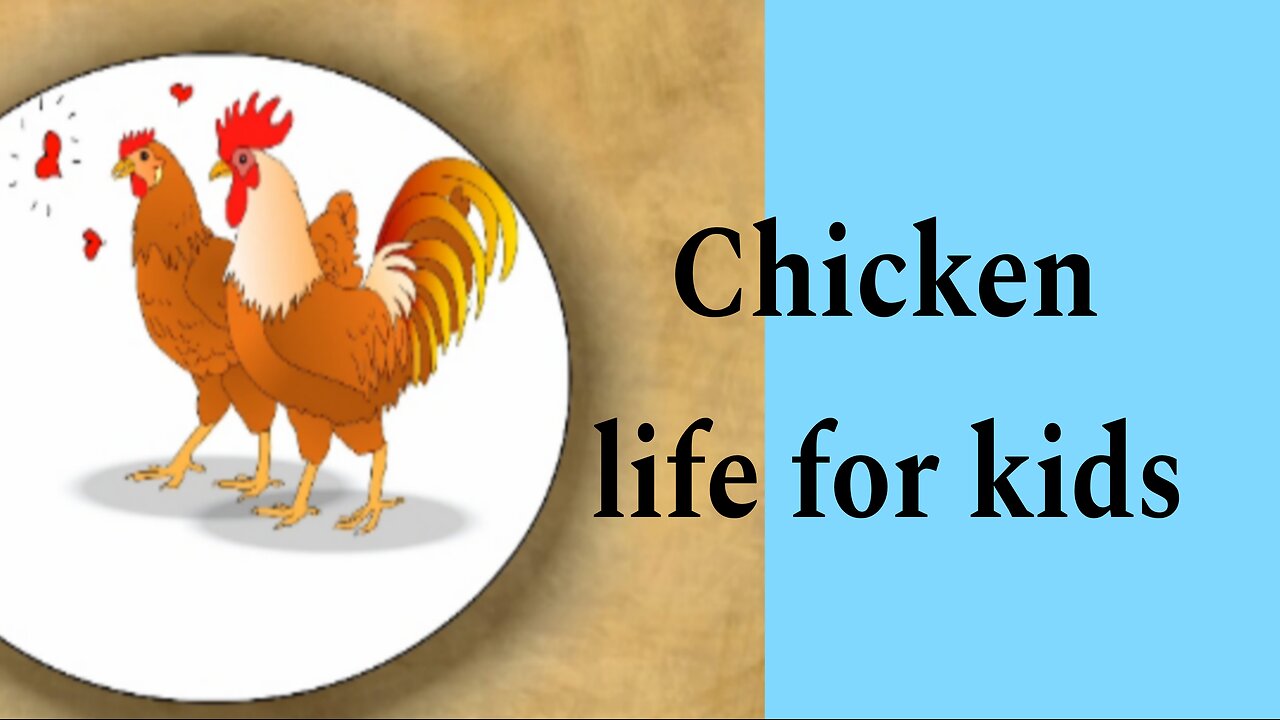 Chicken life for kids