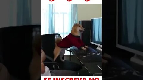 Cachorro Jogando Video Game #shorts