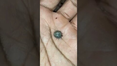 REMOVING A TICK FILLED WITH BLOOD FROM MY DOG...#SHORTS
