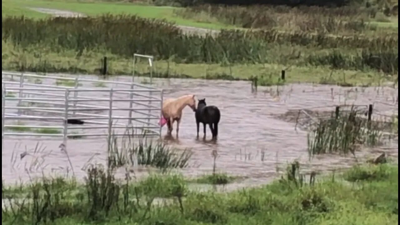 Crazy brumby mares stand in flood water in the rain.