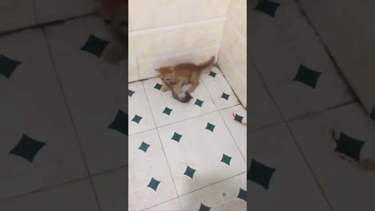 A kitten? Or mini jaguar?