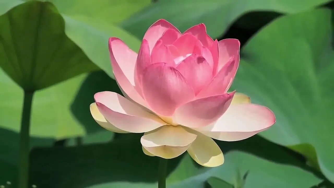 O Eu Serei nos une #BobNavarro