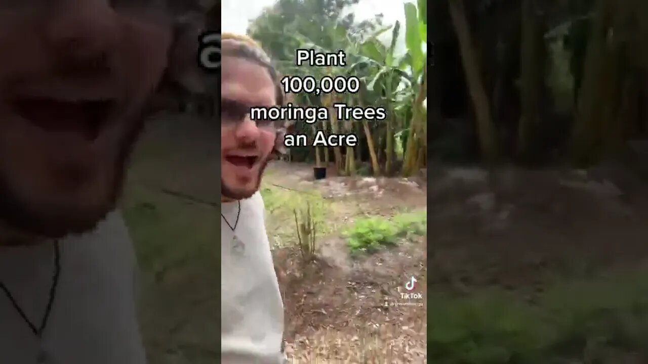 Grow 100,000 Moringa Trees an Acre