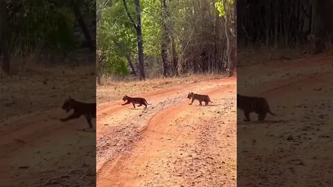 Little Tigers with mother