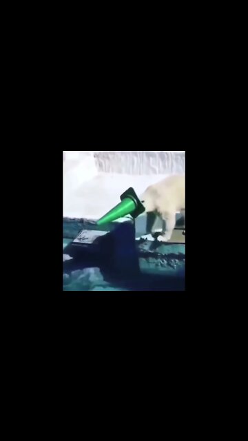 Cone head polar bear #shorts