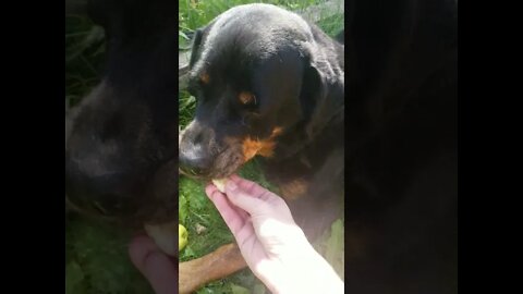 Rottweiler Eats Apple ASMR 😍😊 #Shorts #rottweiler