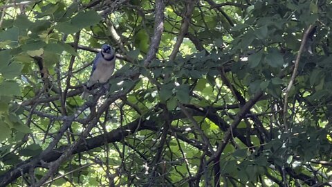 Blue Jay hoarding tasty treats