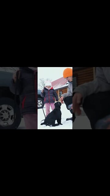 Cane Corso Puppy Meets Little Girl #shorts