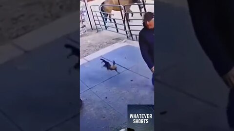 🐓Self defense against killer rooster #shorts #animals #attack