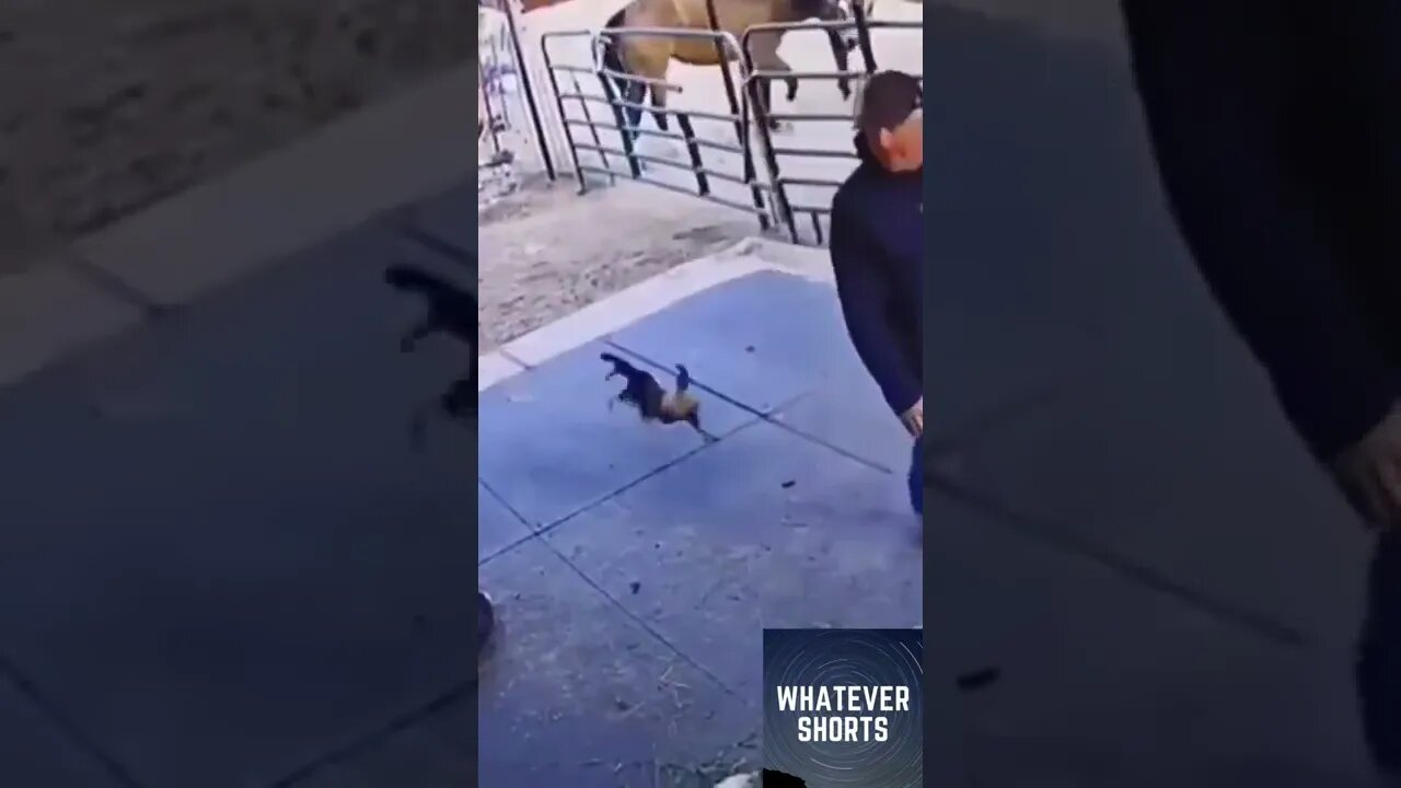 🐓Self defense against killer rooster #shorts #animals #attack