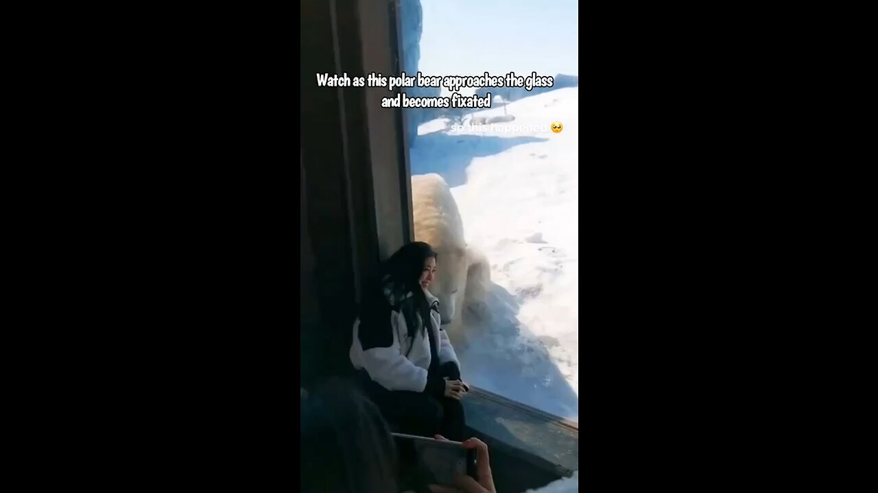 Polar Bear's Heartwarming Encounter with a Girl at the Zoo ❤️