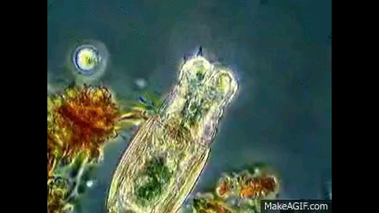 DEMOCRATIC BRAIN PATHOGENS FOUND IN BIDEN STOOL SAMPLES