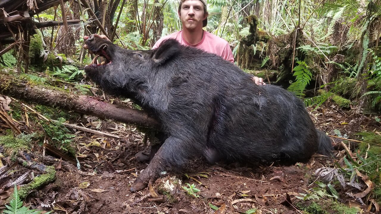 Solo Hunt 2 Boars Deep | Big Island, Hawaii