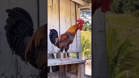 Você é loco acorda com um galo desse