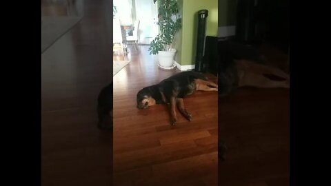 Sleeping Rottweiler #Shorts #rottweiler 😴💖💜💛