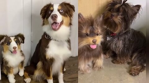 Pets & their Stuffed Animal Lookalikes