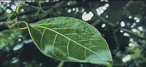 Cigarette - The Smoking Leaf | 1 minute Short Film