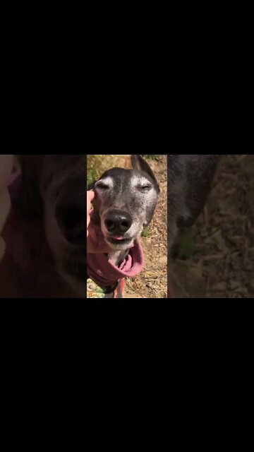 Elsa enjoys farm life 💕 she’s a good helper