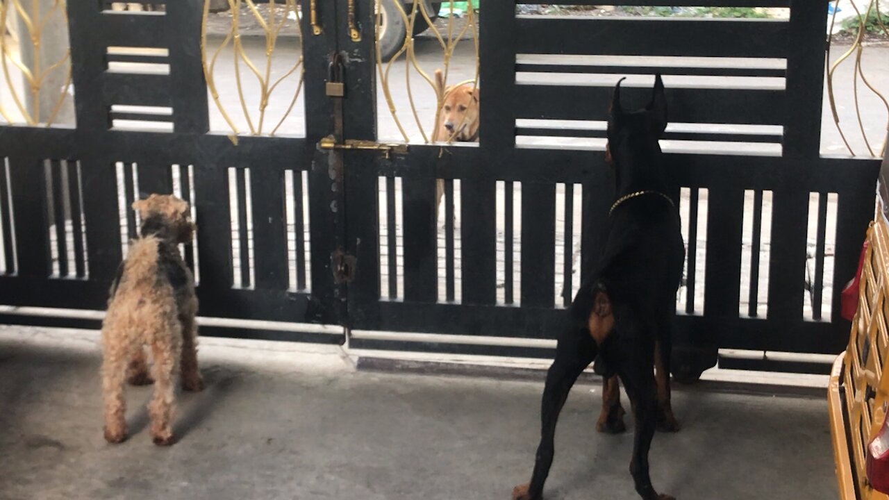 Oscar and Peace Greet Stray Dog across door