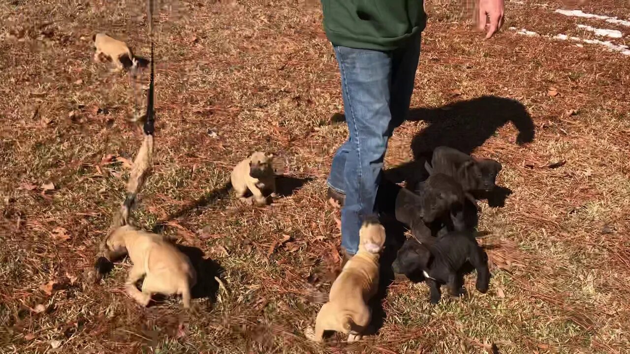 Justice x Halo pups just turned 7 weeks...1st intro to tug