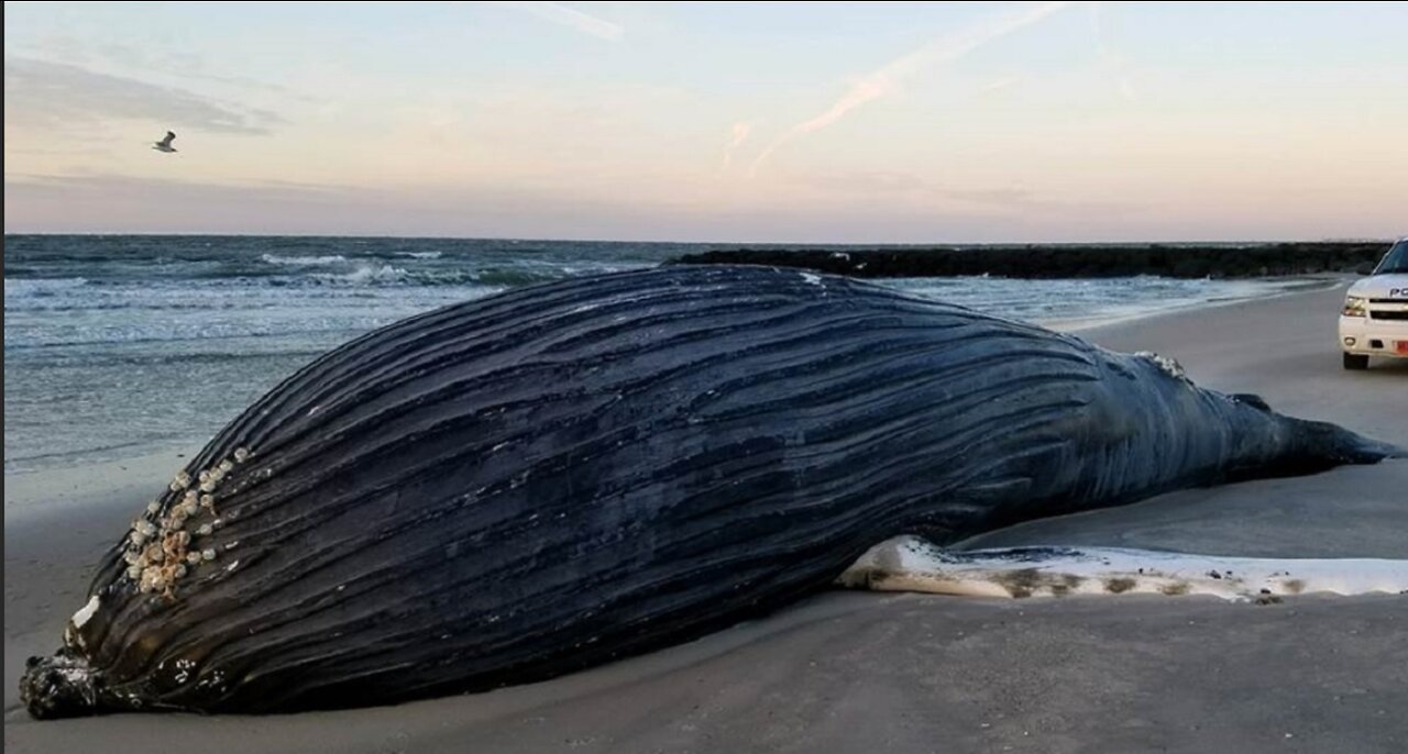 A humpback whale was found in the middle of the Amazon rainforest