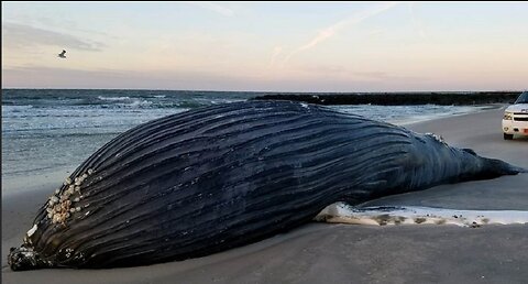 A humpback whale was found in the middle of the Amazon rainforest