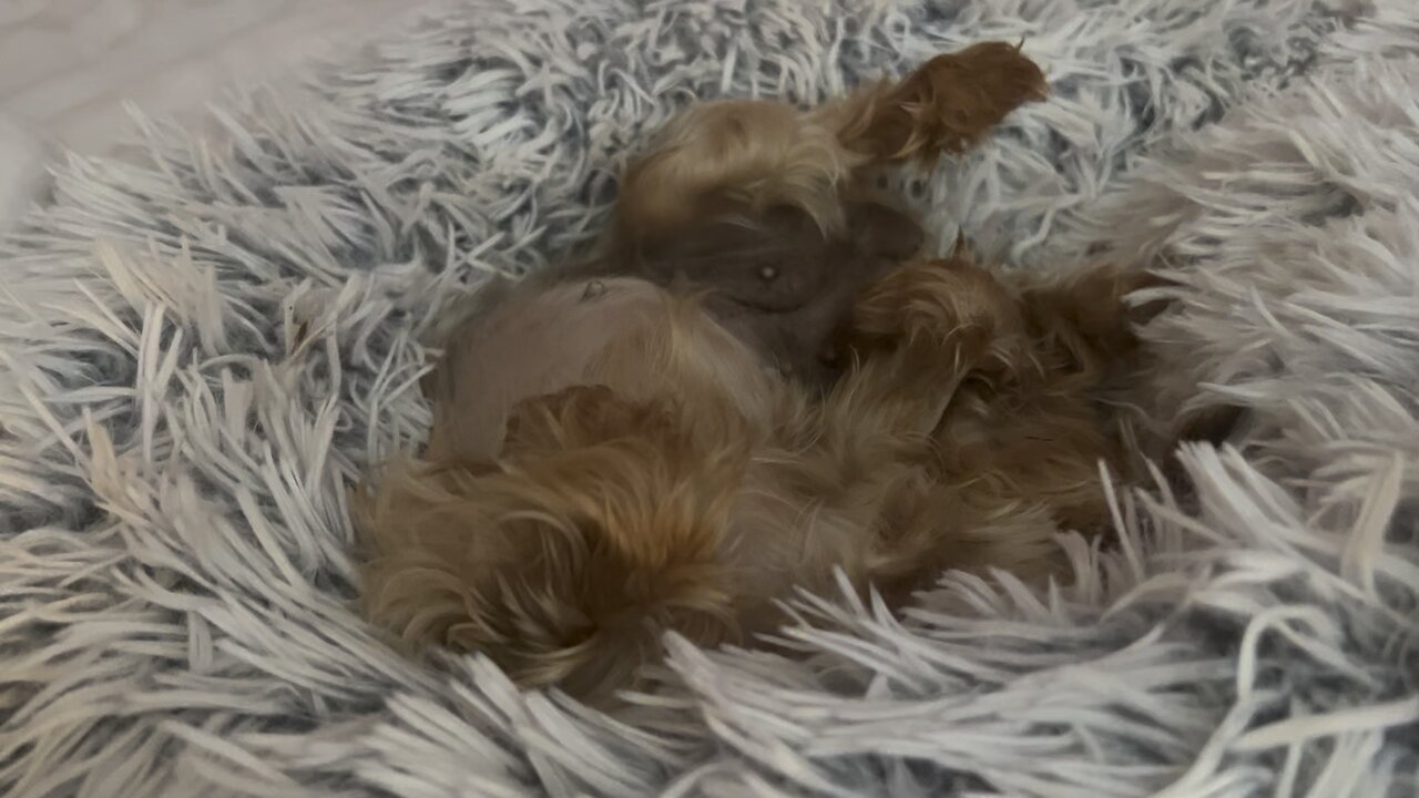 Adorable yorkie waking up & stretching: sharing a bed with your dog