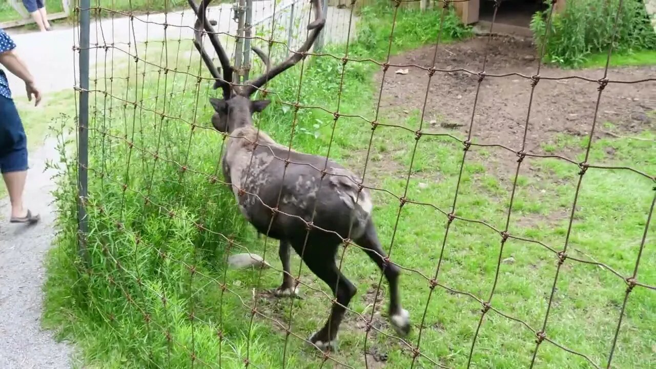 Caribou Reindeer In Wildlife Conservation Park