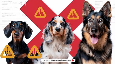 Las razas de perros más afectadas por las enfermedades: vea si su mascota está en la lista.