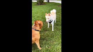 MASSIVE Pit Bull visiting local dog park! 🦁😍