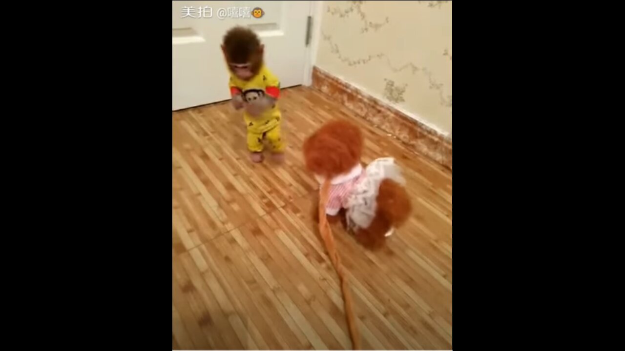 Baby Monkey Getting Chased By Toy