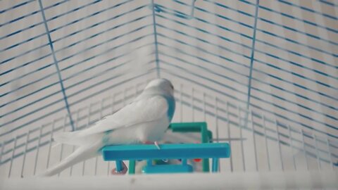 The male budgerigar playing with a bell on the cage