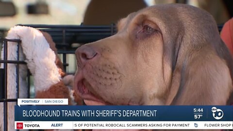 Bloodhound trains with San Diego Sheriff's Office