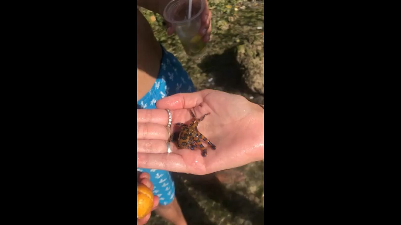 Woman holds the Blue Ringed Octopus