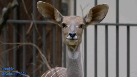 animal beautiful video