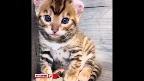 cute cat videos 😹 funny videos 😂1693