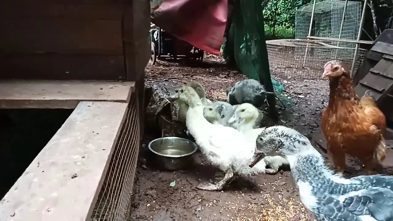 Bantam Hen ( P 3 ) and her Muscovy Ducklings having a drink, over a month old ( Video 5 )