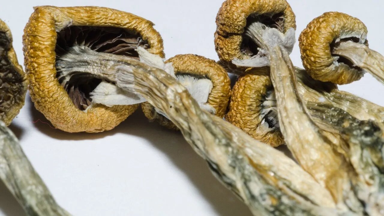 Our Shrooms Experience: Taking Shrooms While Smoking Weed