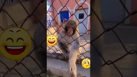 cute Monkey know how to handle bad guys | Funny animal Video | Part-4