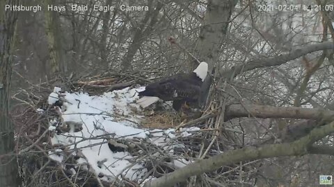 Hays Eagles Dad brings an even bigger stick into the nest 2021 02 04 2:19PM