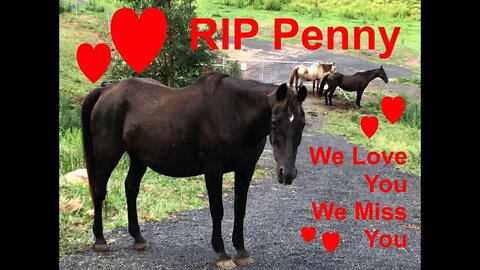 GRAPHIC: Saying Goodbye to Penny, her burial, amazing flock of tiny birds visited RIP