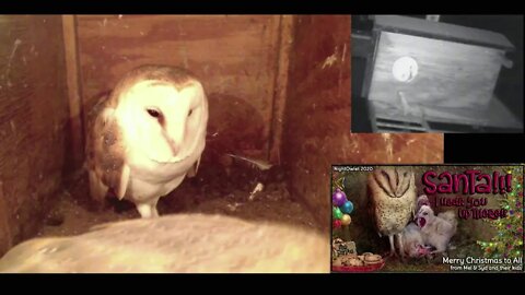 Marshmallow Owl brought his Fair Lady. 12-7-20