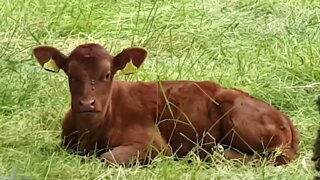 Calf and his mother