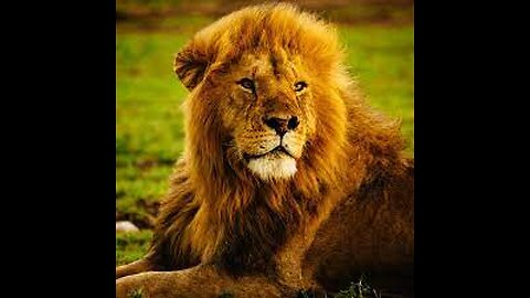 African Lions | National Geographic Documentary